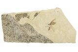 Two Detailed Fossil Flies (Plecia) - France #259850-1